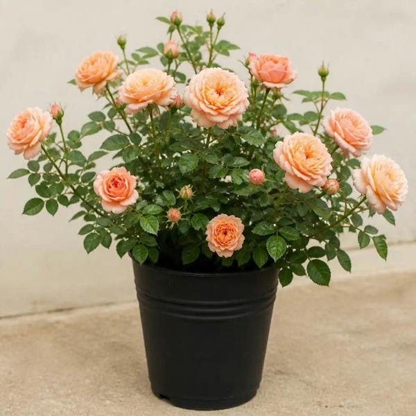 5L Rose Many Happy Returns Peach Rose Bush - Beautiful Flowering Garden Plant