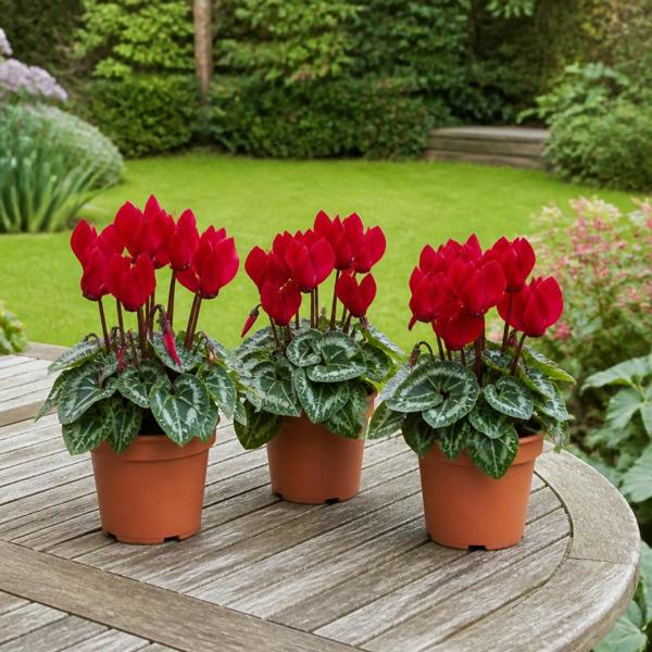 Cyclamen Red 10.5cm Pot Pack of 3 & 6 Flowering Outdoor Plants