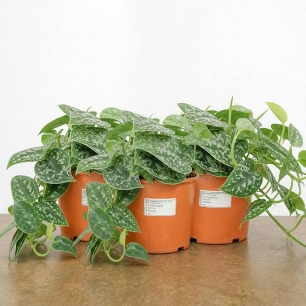 Scindapsus Pictus Trebie Pothos 12cm Pot Plants By Post