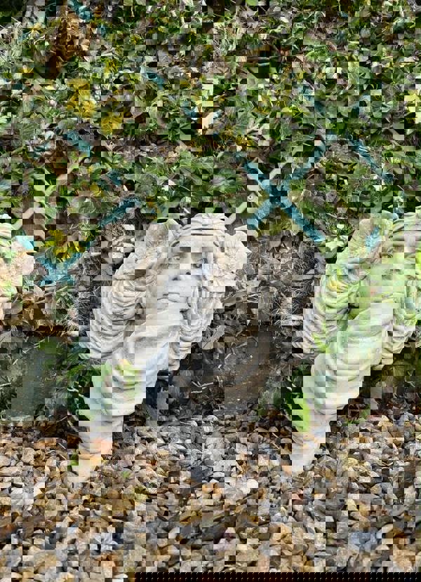 Face Planter Wall Plaque/Wall Pot