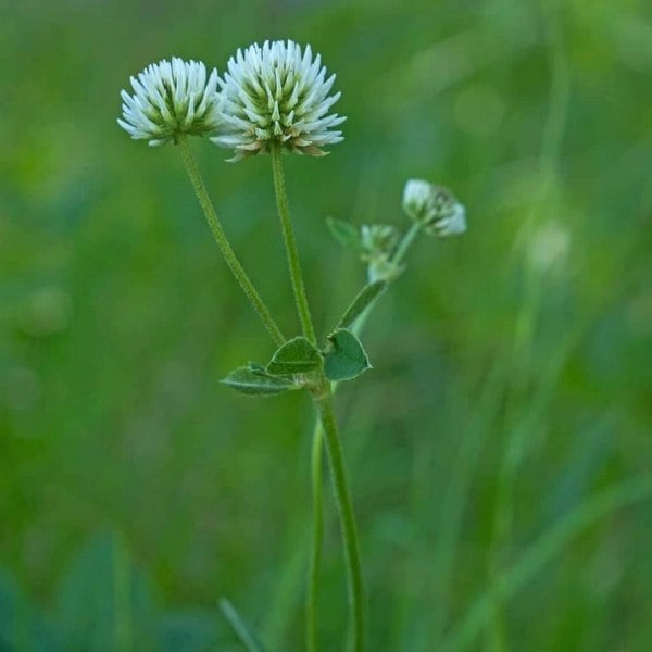 Wildflower seeds for dry areas and dryland gardens, featuring resilient, drought-tolerant species for sustainable UK gardening.