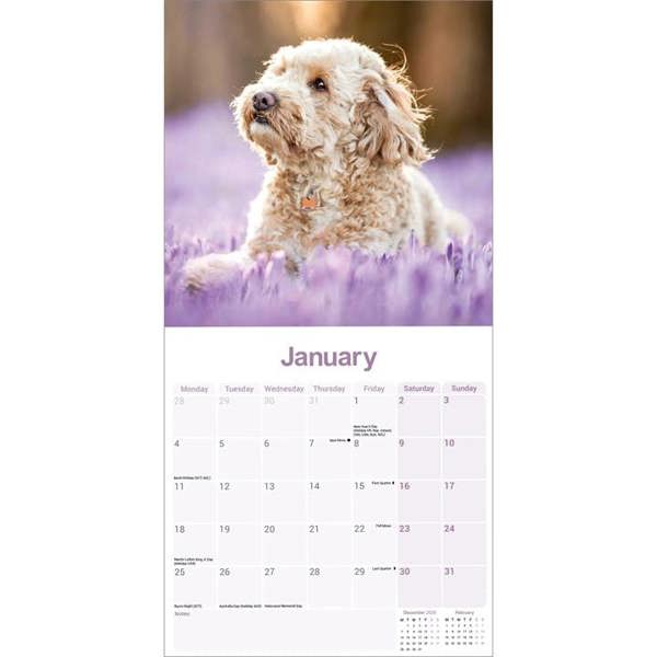 Cockapoo Calendar 2027, Wall Calendars, Month To View, Dogs, Gift