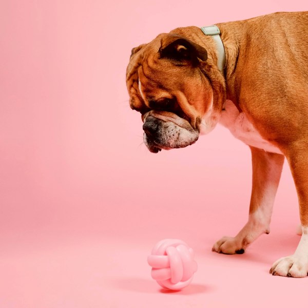 Barc London Knotball Squeaky Dog Toy