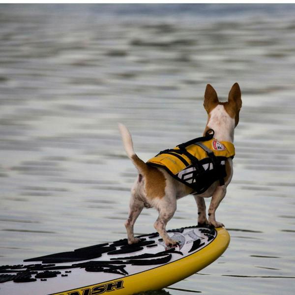 EzyDog DFD Micro Dog Life Jacket in Yellow