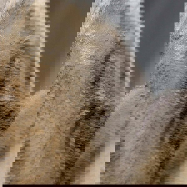 Aran Cable Ear Muffs Aran Cable Ear Muffs with Faux Fur Trim - Timeless 3GG Knit