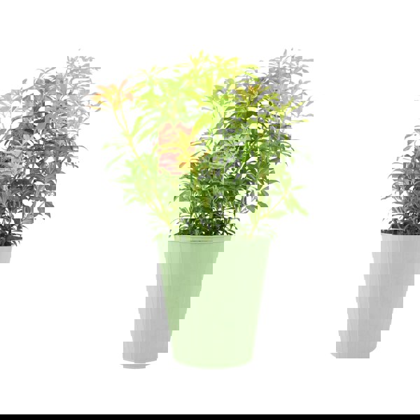 Pieris Forest Flame Unbranded