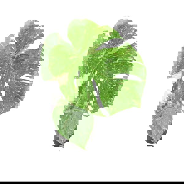 Monstera Thai Constellation – A Rare & Highly Sought-After Variegated Houseplant Plants By Post