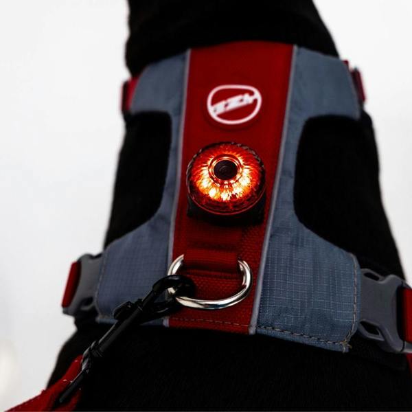 EzyDog Go-2 Dog Light