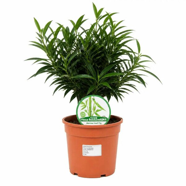 Ficus Binnendijks Narrow Leaf Fig 21cm Pot – Large Indoor Houseplant