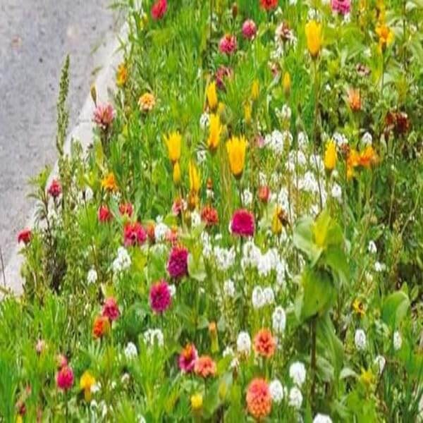 easiest annual flowers to grow