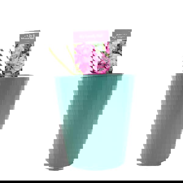 My Lovely Dad Plants By Post