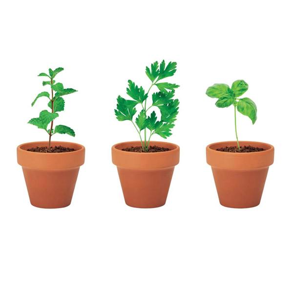 MidOcean Flowerpot Terracotta Herb Seeds Plant Pot (Pack of 3) - Wood - 