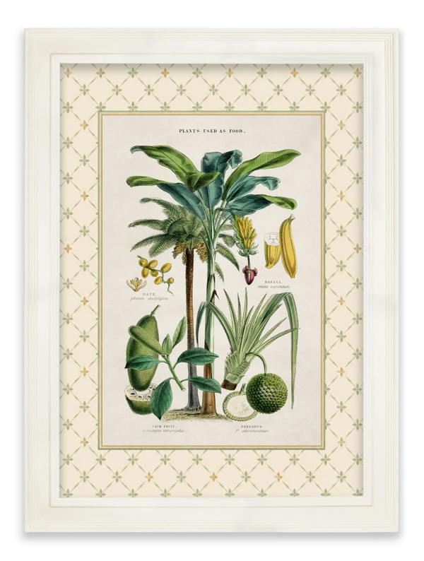 Exceptional Art c.1877 Plants Used as Food and Clothing with Trellis Mount - Cream Hurstwood Frame