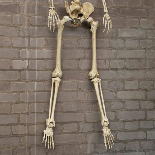 Samuel Alexander 5ft (1.52m) Posable Full Body Halloween Skeleton Decoration with Movable Joints
