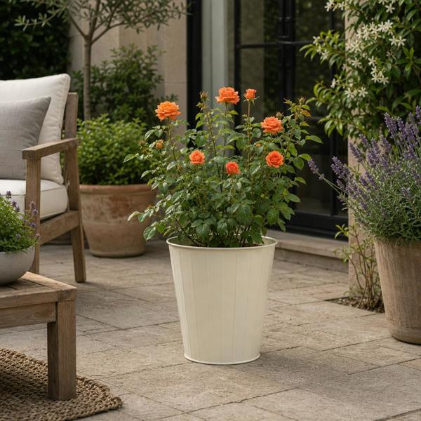 3L Orange Patio Rose in Decorative Pot Outdoor Garden Plant