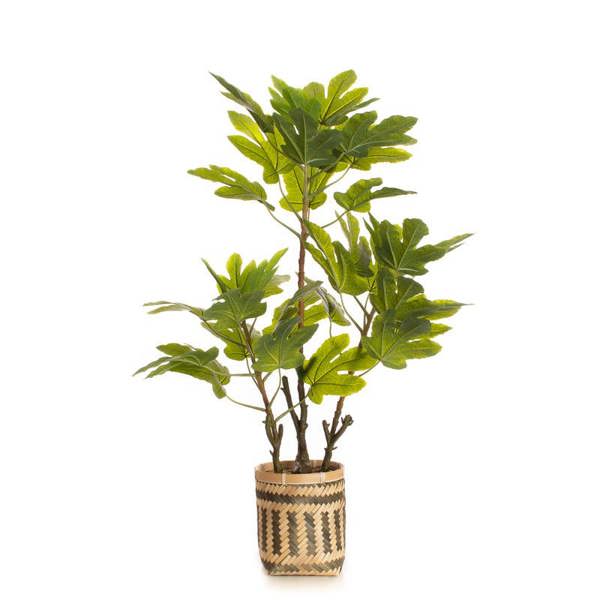 Scottish Everlastings 90cm Fig Tree in Bamboo Basket