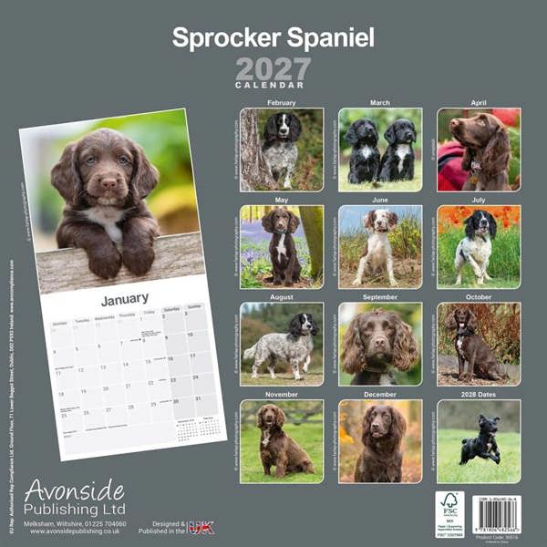 Sprocker Spaniel Calendar 2027, Wall Calendars, Month To View, Dogs, Gift