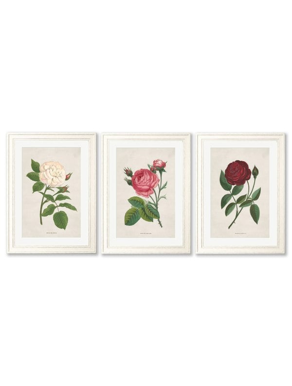 Exceptional Art Rose Floral Illustrations