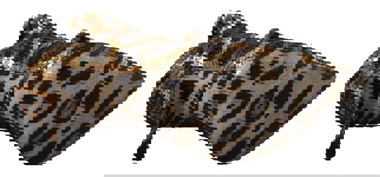 155118929.jpg