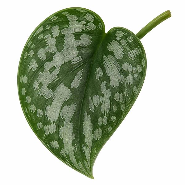 Scindapsus Pictus Trebie Pothos 12cm Pot Plants By Post