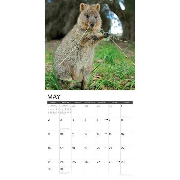 Quokkas Calendar 2027, Wall Calendars, Month To View, Animals, Gift