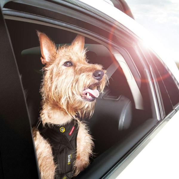 EzyDog Drive Car Harness