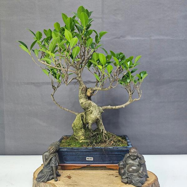Yorkshire Bonsai Ficus Microcarpa (Banyan Fig) Indoor Bonsai Tree | Shaped | In 25cm Pot
