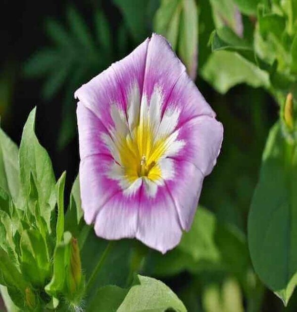 Dwarf morning glory flowers in a pot