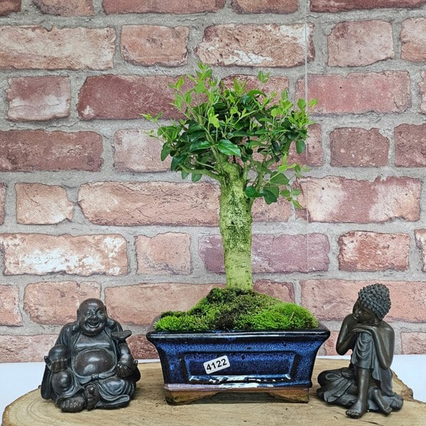 Yorkshire Bonsai Chinese Privet (Ligustrum Sinense) Bonsai Tree | Broom | In 15cm Pot