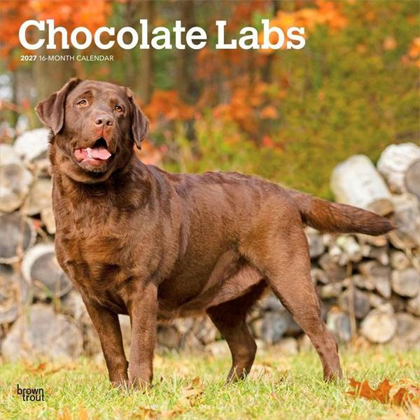 Chocolate Labs Calendar 2027, Wall Calendars, Month To View, Dogs, Gift