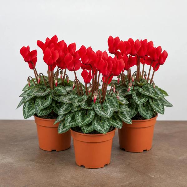 Cyclamen Red 10.5cm Pot Pack of 3 & 6 Flowering Outdoor Plants