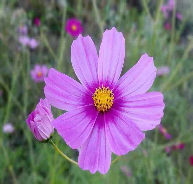 cosmos pinkie flower