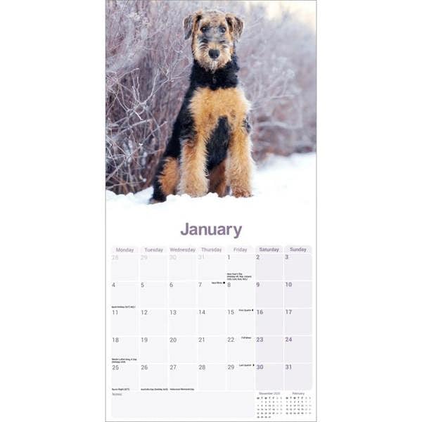 Airedale Terrier Calendar 2027, Wall Calendars, Month To View, Dogs, Gift