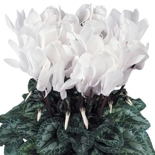 Cyclamen Flame White 1Ltr Pot Pack of 3 & 6 Flowering Plants Plants By Post