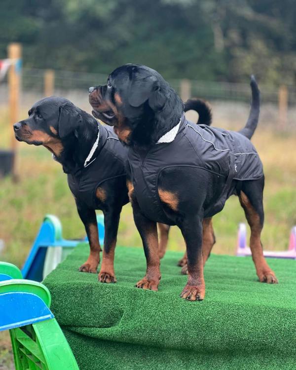 DRYBONES Waterproof Dog Coat