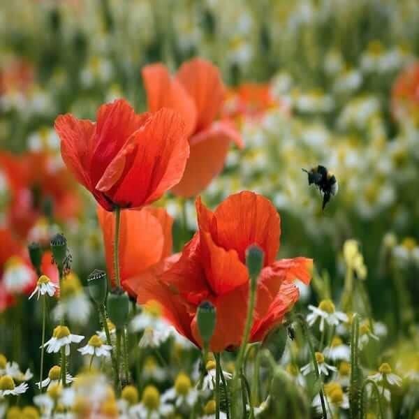 Bee seeds for sale: Bee seeds for sale now at a great price!