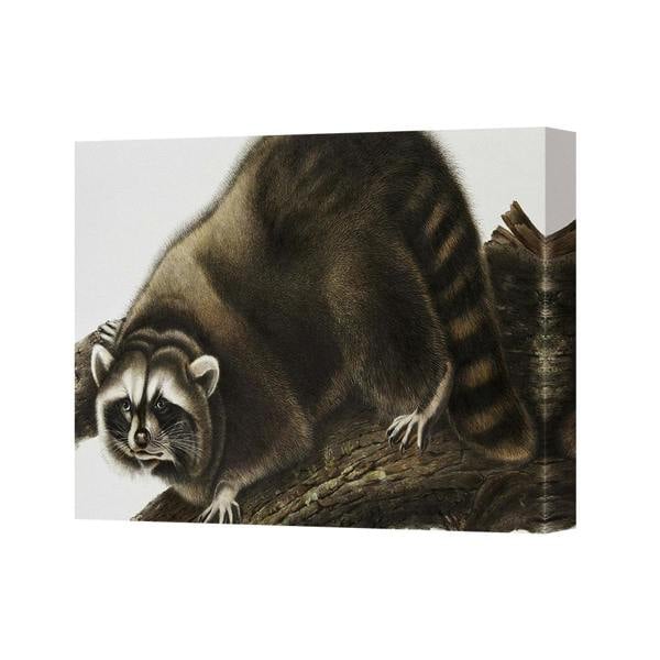 Benjamin Tate Design Raccoon On Tree Branch Canvas Wall Art Print For Nature Lovers