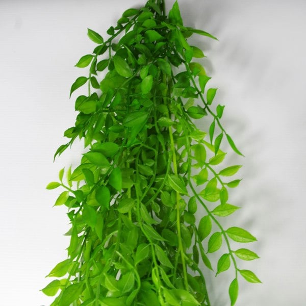 Leaf 6 x 100cm Hanging String of Pearls Fern Plant Light Green