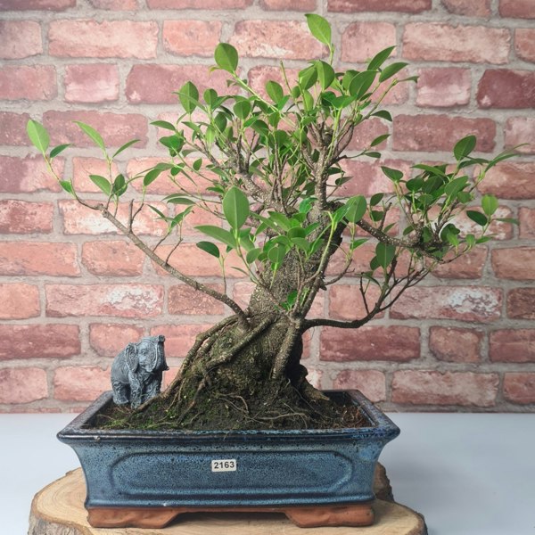 Yorkshire Bonsai Ficus Microcarpa (Banyan Fig) Indoor Bonsai Tree | Shaped | In 30cm Pot