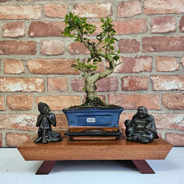 Yorkshire Bonsai Chinese Privet (Ligustrum Sinense) Bonsai Tree | Shaped | In 15cm Pot - 3503
