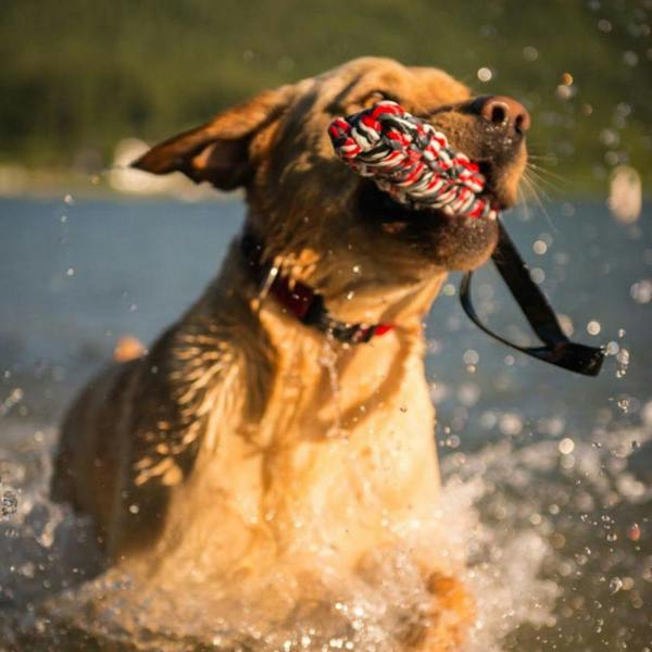 EzyDog Beaver Tail Floating Dog Toy