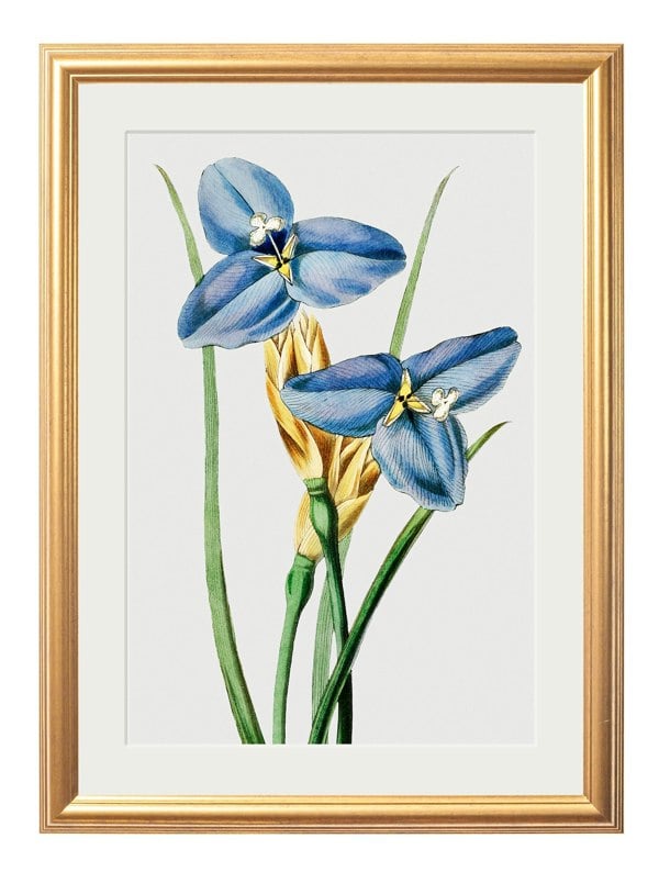 Exceptional Art Blue Floral Illustrations Set of 4 Prints