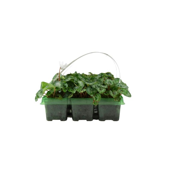 Cyclamen White 6 Pack x 2 (12 Plants) plants by post