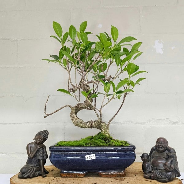 Yorkshire Bonsai Ficus Microcarpa (Banyan Fig) Indoor Bonsai Tree | Shaped | In 20cm Pot