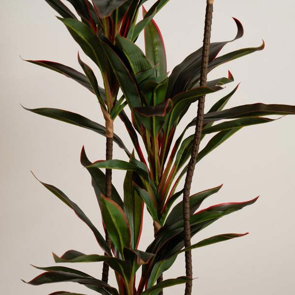 Scottish Everlastings 120Cm Real Touch Red Dracaena