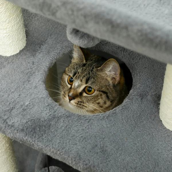 Light grey cat tree tower round bed with tabby cat resting inside