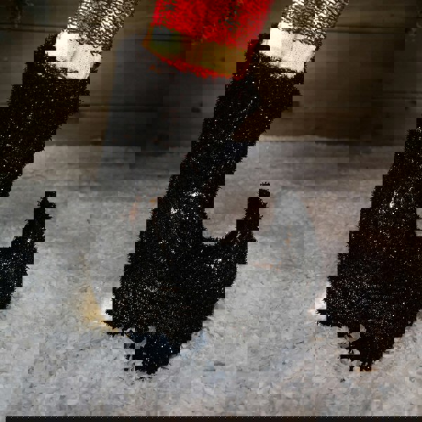 Samuel Alexander 107cm Warm White LED Lit Elf Character with Present Christmas Decoration in Green and Red