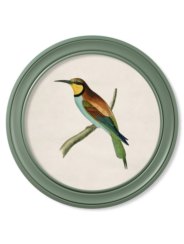 Exceptional Art c.1870 Kingfisher and Bee Eater - Round Frame Green