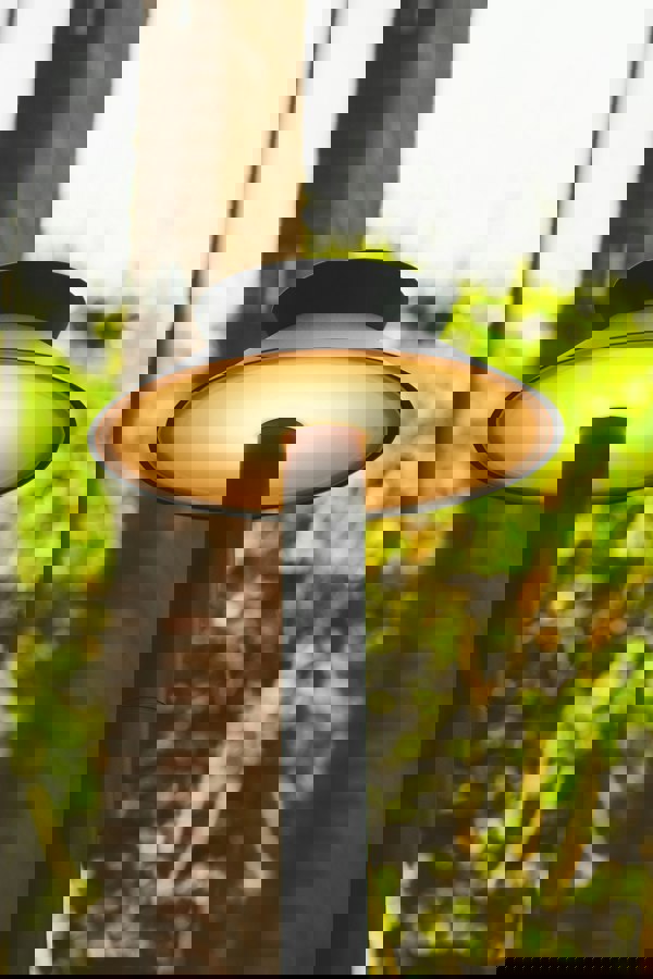 Nordlux Justina Solar | Garden light | Anthracite