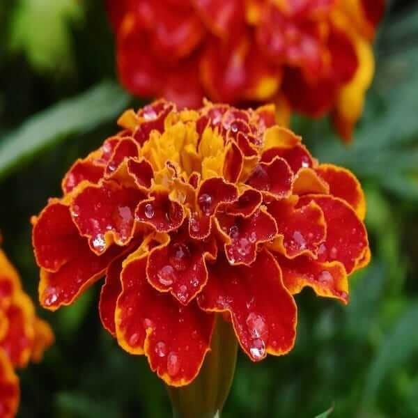 tagetes patula nana bonita mixed seeds